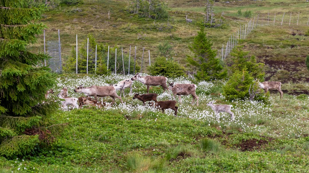 Renar intill ett renstängsel. 