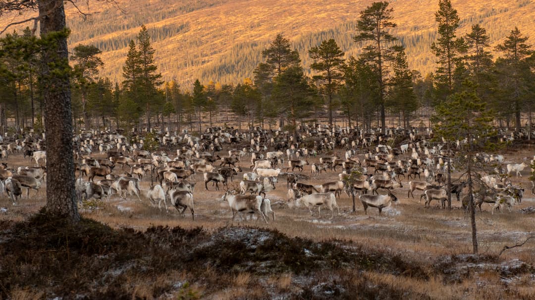 Renar betar på en myr.