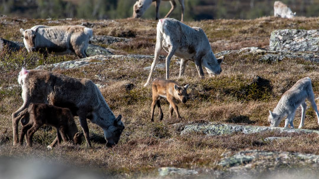 Vajor och deras kalvar betar