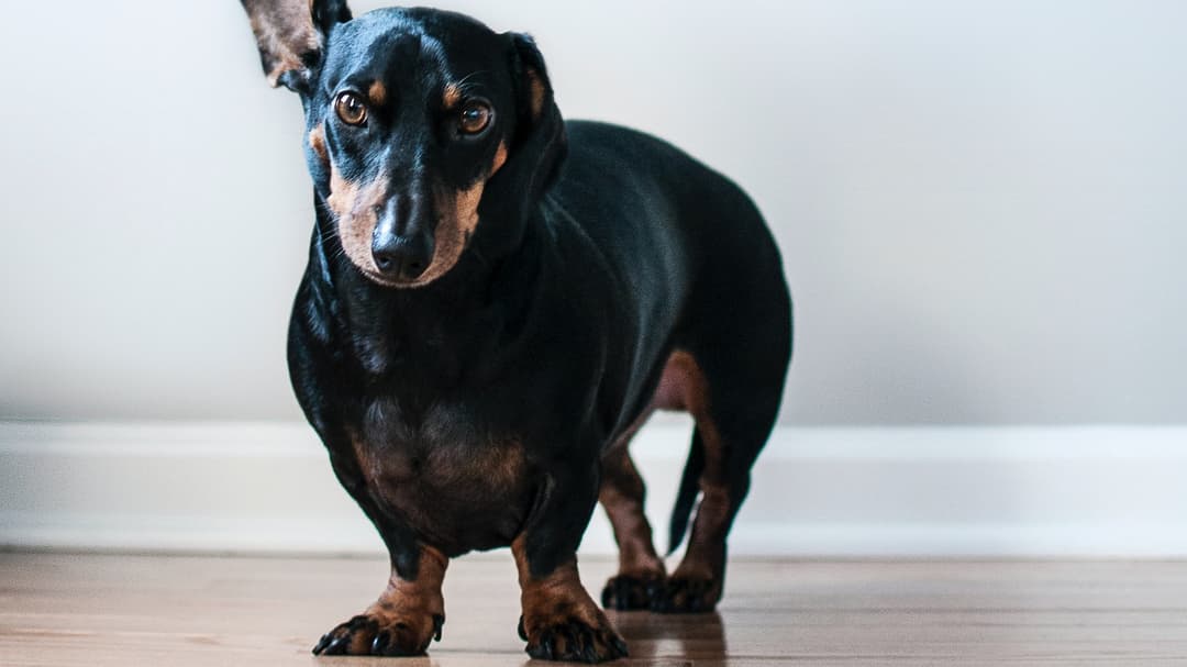 En hund som har ett öra upp. 