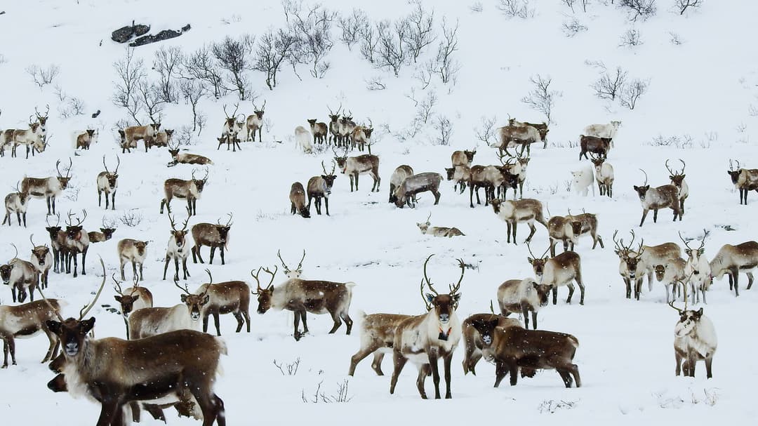 renar i snö