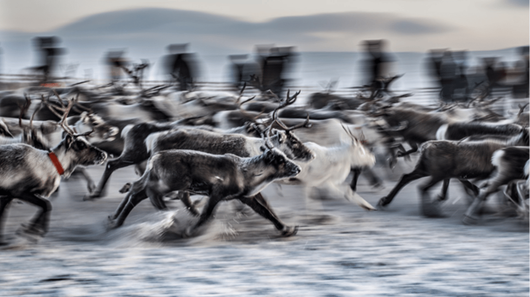 Flock renar som springer i ett gärde med snö på marken