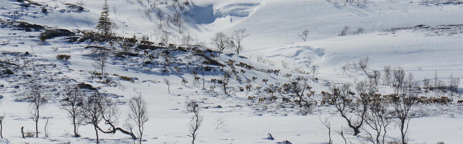 Renar i vinterlandskap.