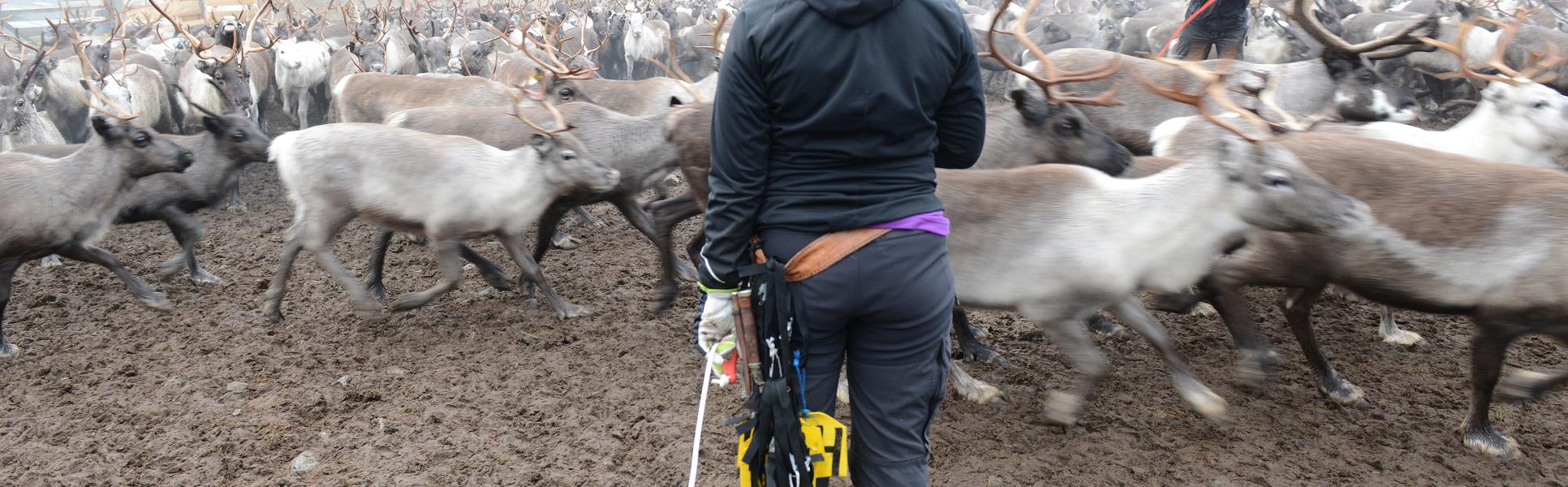 Renskötare i gärde.