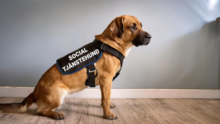 AI-genererad bild av hund inomhus med sele som har texten -Resurshund- på sidan