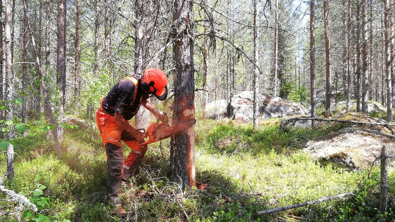 Pine tree and worker in security helmet