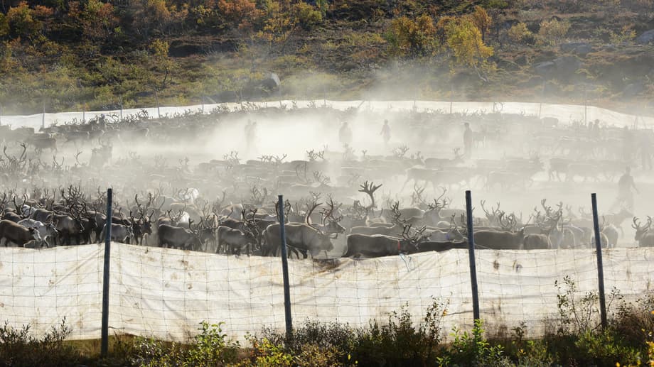 Rengärde vid höstslakt i Stensjön, Jovnevaerie sameby
