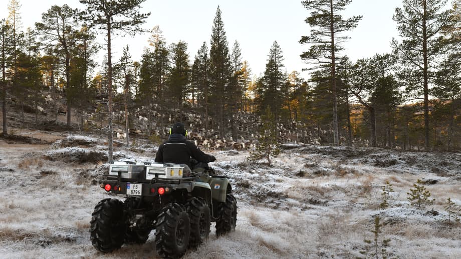 Samling av renar till slakt i Låarte sijte.