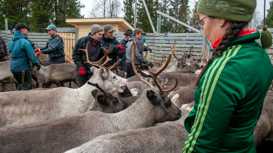 Renskötare och renar i gärde i Långsådalen, Jovnevaerie sameby.