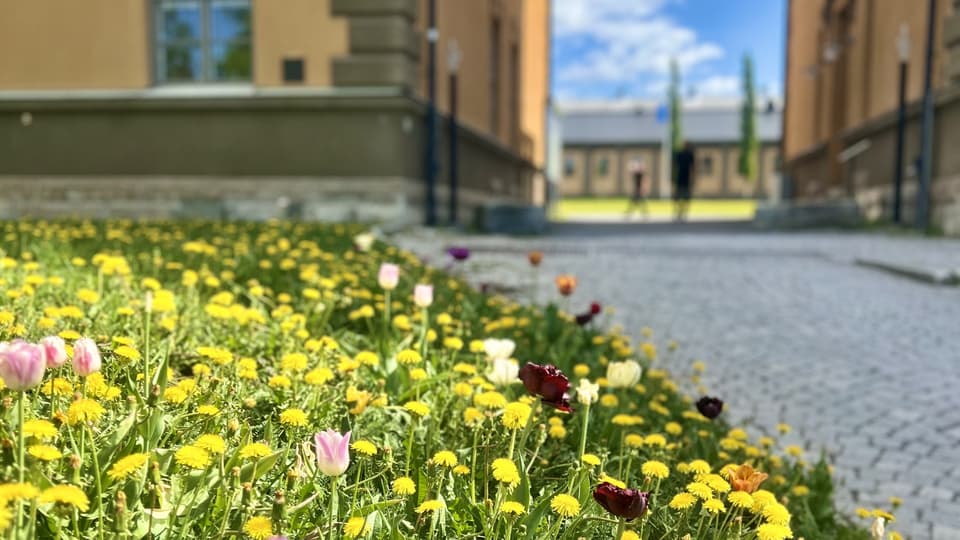 sommarcampus.jpg