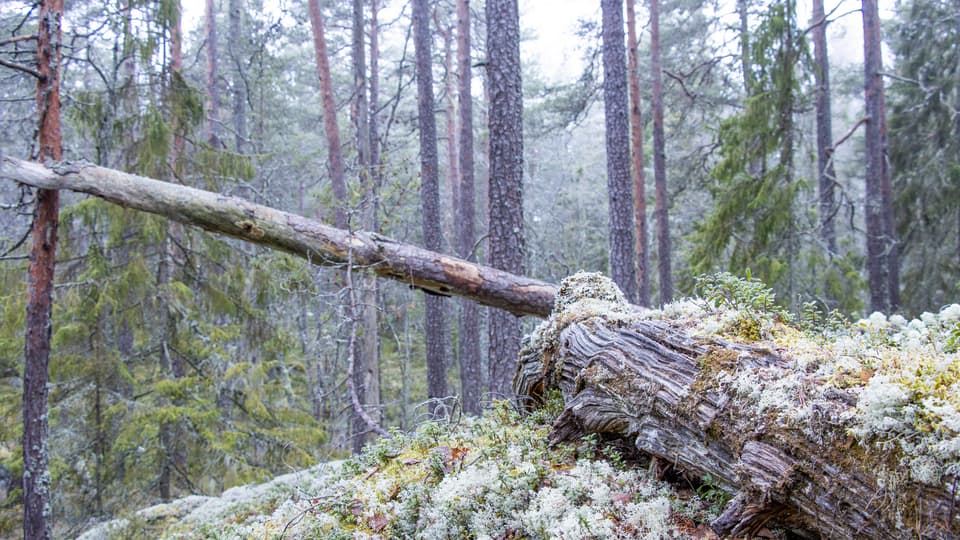 Gammal tallskog, död ved
