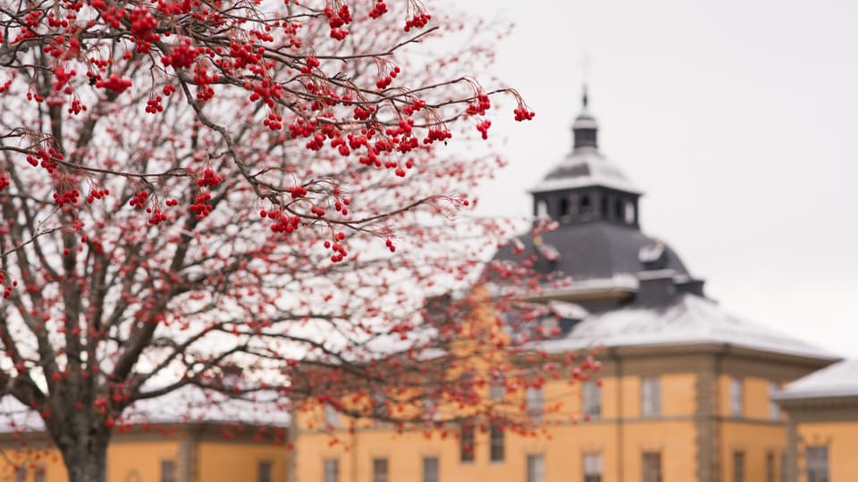 Rönnbär Campus Östersund