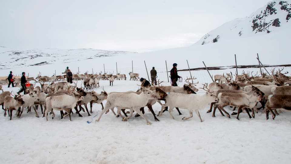 Renar i ett gärde i vinterlandskap.