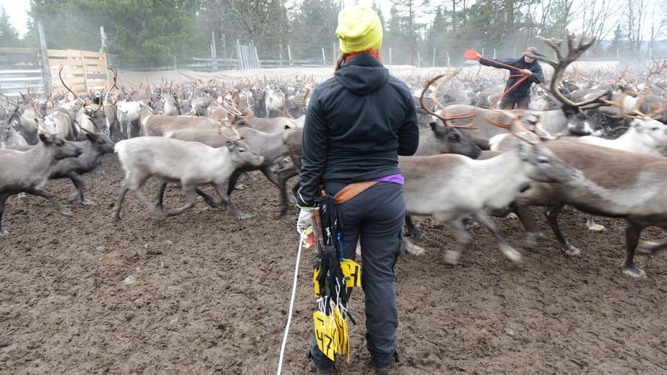 Renskötare i gärde.