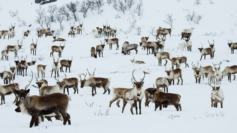 renar i snö