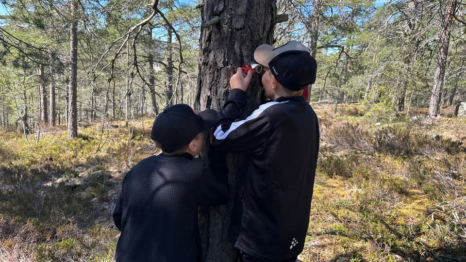 Två killar som undersöker ett träd med små luppar. 