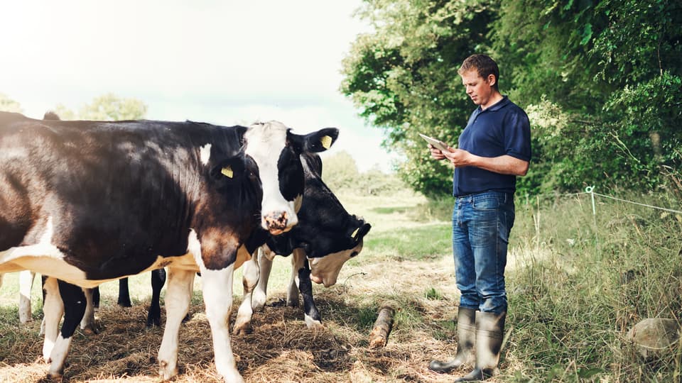 Male farmer standing by a green field next to his cows. He is holding a tablet. 