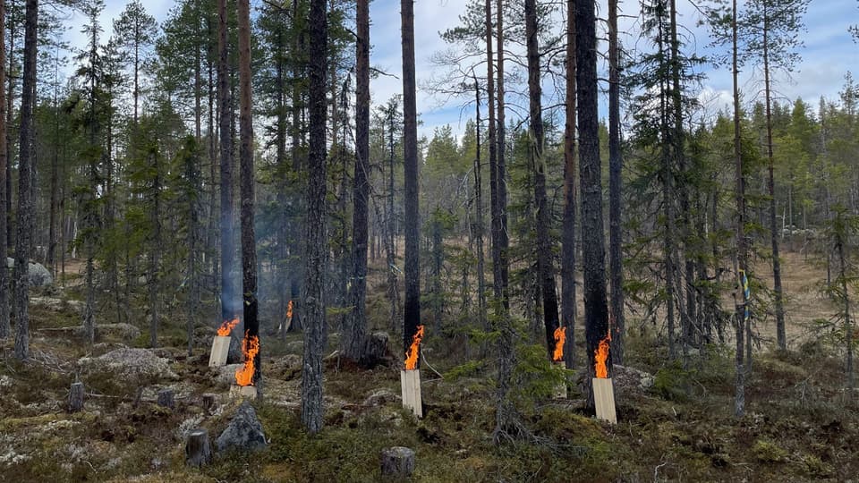 Skog med brinnande stambrasor i dagsljus