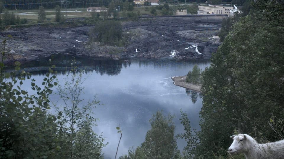 Får bredvid vattendrag