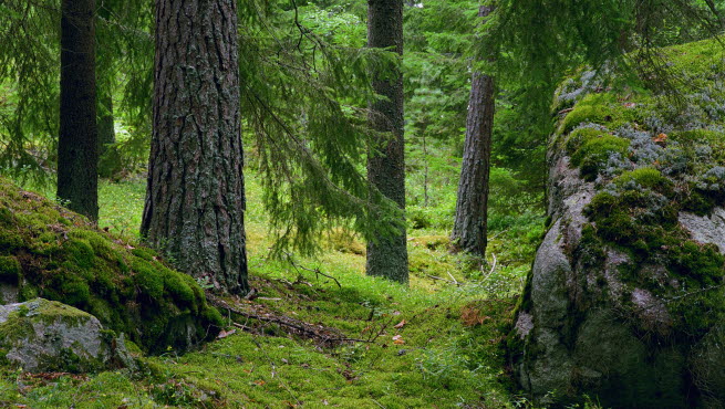 Svensk skog.jpg